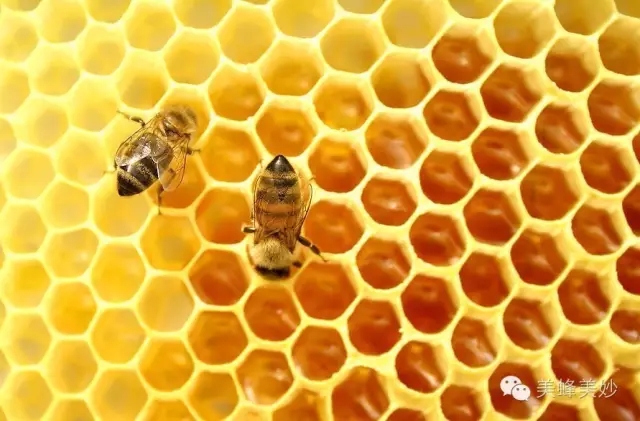 蜂蜜蜂巢－－美蜂美妙高原蜂蜜