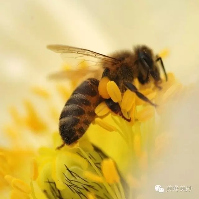 那么蜜蜂分解 出了「单醣」和「微量元素」对人体有那些好处呢?