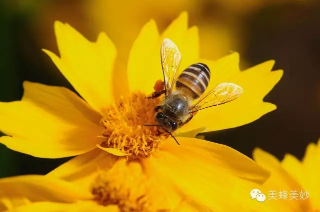 【蜜蜂趣事】蜜蜂的记忆力